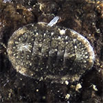 Chiton sp. 20